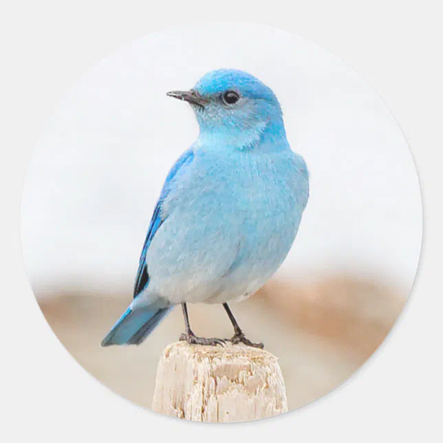 Beautiful Mountain Bluebird on the Beach Classic Round Sticker