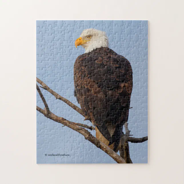 Beautiful Bald Eagle in a Tree Jigsaw Puzzle