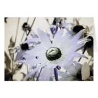 Rudbeckia
