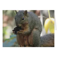 Cute Squirrel with Nut Blank Card