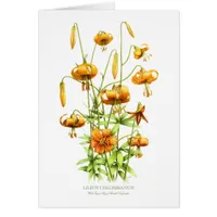 Wild Tiger Lilies