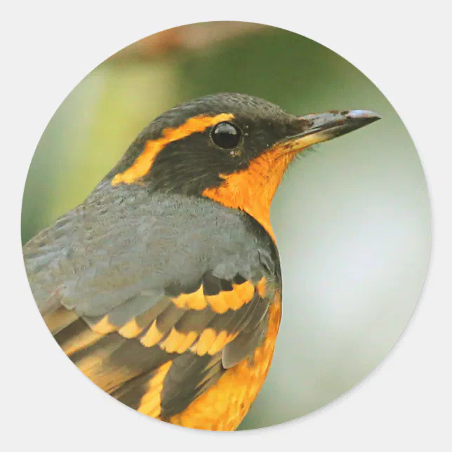 A Stunned But Safe Beautiful Varied Thrush Classic Round Sticker