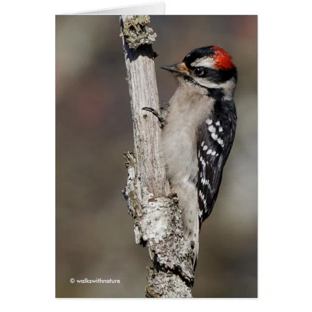 Cute Downy Woodpecker on the Tree