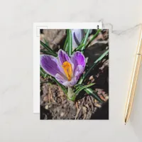 Purple Crocus First Flower of Spring 2026 Postcard