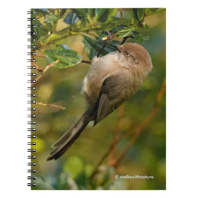 Lady Bushtit on the California Lilac Bush Notebook