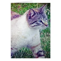 Kitty All Occasion Card