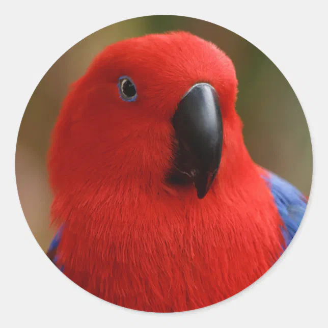 Beautiful "Lady in Red" Eclectus Parrot Classic Round Sticker