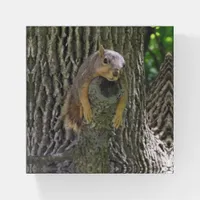 Funny Lazy Squirrel Laying on Tree Branch Paperweight