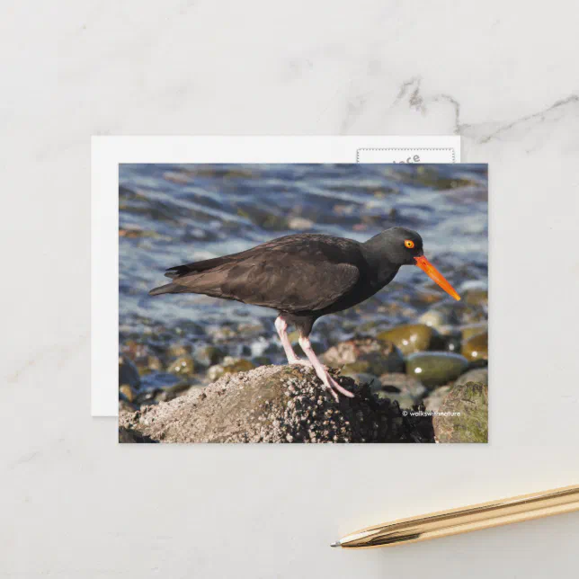 Stunning Black Oystercatcher Bird at the Beach Postcard