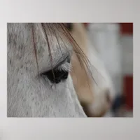 Grey Horse Poster