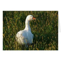 Sebastopol Goose
