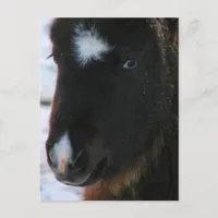 Adorable Mini Horse Filly Postcard