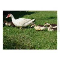 Muscovy Hen and Ducklings