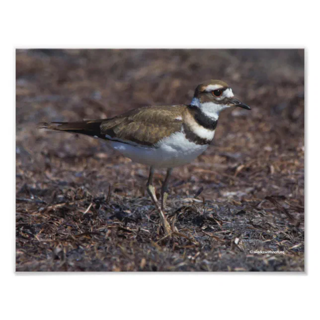 Beautiful Killdeer at the Beach Photo Print