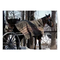 Amish Horses Waiting In Winter