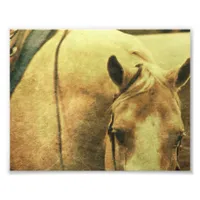 Western Palomino Photo Print