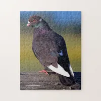 Domestic Rock Pigeon (Dark Morph) Jigsaw Puzzle