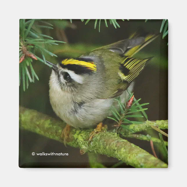 Cute Kinglet Songbird Causes Stir in the Fir Magnet