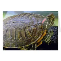 Red Eared Sliders all occasion greeting card 