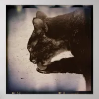 Kitty On Film, Digital Art Poster