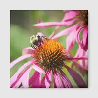 Bumblebee on Purple Coneflower Nature Photography Magnet