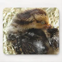 I've Got An Itch, Adorable Baby Chicken Mouse Pad