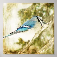Blue Jay on a Pine Tree Branch Poster