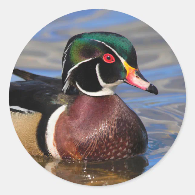 Profile of a Handsome Wood Duck on the Water Classic Round Sticker