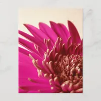 Pink Gerbera Postcard