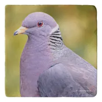 Beautiful Band-Tailed Pigeon in My Backyard Trivet