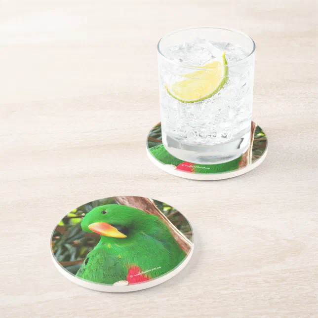 "The Green Orator" Eclectus Parrot Coaster