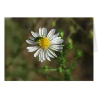 Insect on Flower