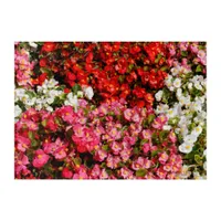 Colorful Wax Begonias Acrylic Print