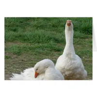 Two Geese