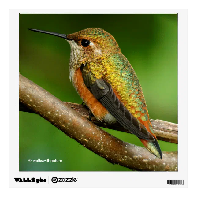 Stunning Rufous Hummingbird on Twining Vines Wall Sticker