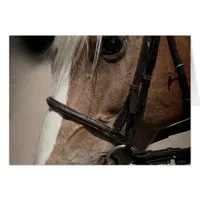 Palomino Horse in Bridle