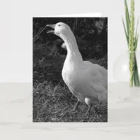 Honking Sebbie Card