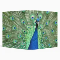 Binder - Peacock Portrait