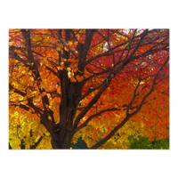 Autumn Leaves of Yellow and Orange Photo Poster