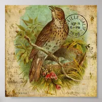 Vintage Thrush Bird Poster