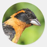 Closeup of a Handsome Black-Headed Grosbeak Classic Round Sticker