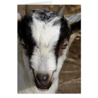 Goat Kid