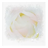 *~ White Rose Blush Pink Floral Abstract AR8 Acrylic Print