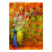 Peacock