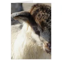Cute Goat Kid