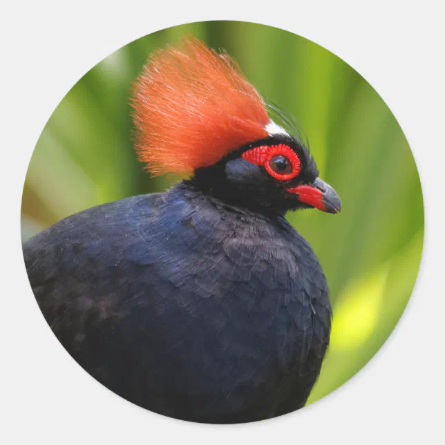 Stunning Roul-Roul Crested Wood Partridge Bird Classic Round Sticker