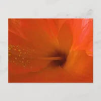 Orange Hibiscus Flower Postcard