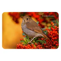 Hermit Thrush Songbird on Scarlet Firethorn Magnet