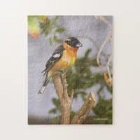 Stunning Black-Headed Grosbeak Songbird on Branch Jigsaw Puzzle