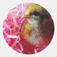 Chick in Wine Glass Classic Round Sticker